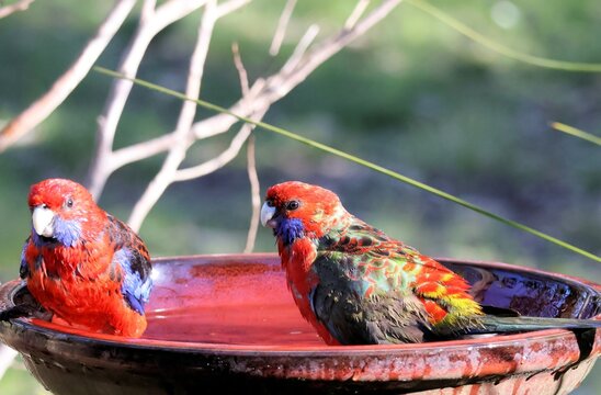 Crimson Rosellas (Platycercus elegans) bathing, South Australia
