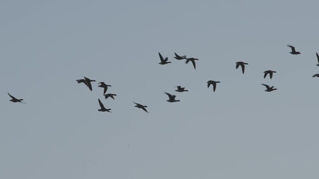 Brent Goose, Branta bernicla, birds in flight over marshes