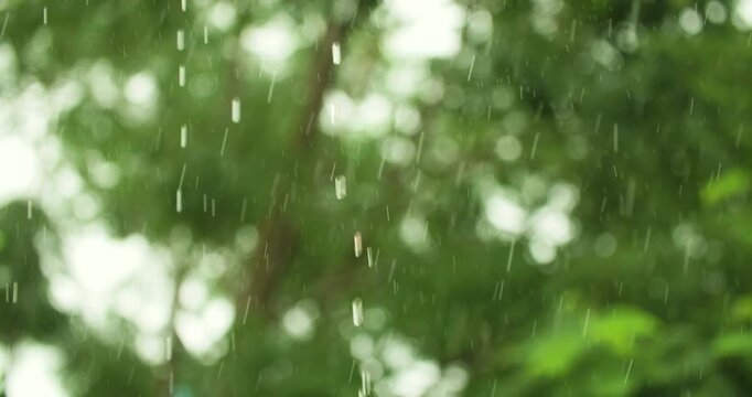 close up slow motion shot of heavy monsoon raindrops splashing on lush green tree leaves during a rain shower in Guwahati, Assam, India