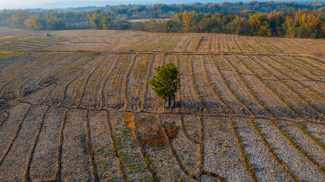 Aerial view of a harvested agricultural field with a single tree standing in the center, featuring dry soil rows and a forest line in the background in Bajawa, Nusa Tenggara Timur, Indonesia.