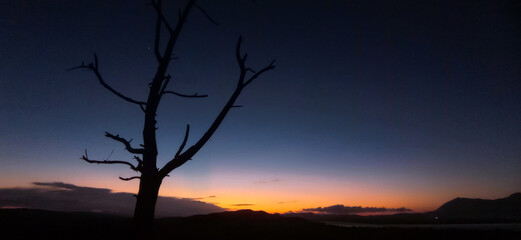 Dead tree silhouette stands against a vibrant orange sunset during the deep blue evening twilight hours © Arg Studio