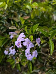 Fototapeta premium Close-up of Delicate Light Purple Duranta Erecta Flowers Blooming on Green Foliage in Tropical Garden