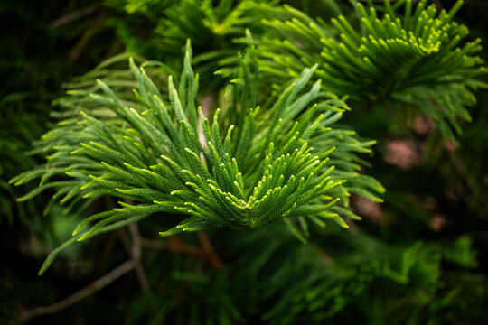 View of a vibrant green coniferous tree branch with needle-like leaves in a lush forest setting in Pokhara, Gandaki Province, Nepal.