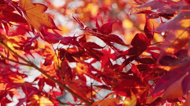 Slow motion close-up of vivid red and orange Japanese maple leaves glowing in warm autumn sunlight. Delicate foliage gently sways in the breeze, creating a peaceful seasonal nature scene.