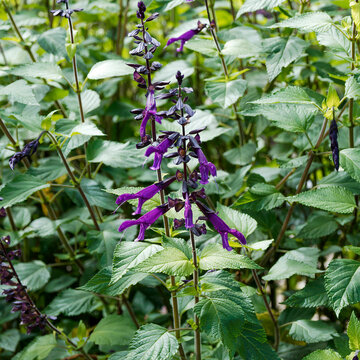 Salvia (x) guaranitica "Amistad violet' - Sauge guarani ou sauge colibri. Elegante floraisons tubulaires violet fonc&eacute; et bract&eacute;es noir le long de tiges dress&eacute;es portant un feuillage vert mat, cordifo