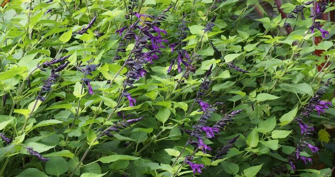 Touffes buissonnantes de sauges Guarani (Salvia (x) guaranitica "Amistad violet) &agrave; inflorescence violette sur tige portant un feuillage dentel&eacute; en forme de coeur, rid&eacute;, nervur&eacute;, vert mat