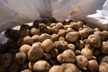 Fototapeta premium A large pile of fresh potatoes stored in a white woven sack