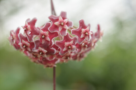 close-up of fuzzy, star-shaped pink and white blooms of a Hoya plant, commonly referred to as a wax plant