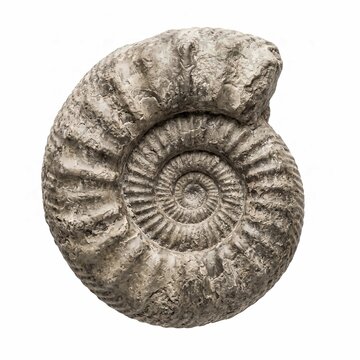 Fossilized ammonite shell featuring intricate spiral patterns and textured stone surfaces isolated against a clean solid white studio background space