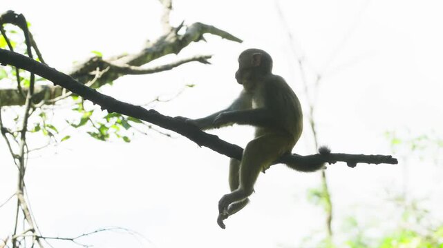 Monkey resting on thin tree branch against bright sky