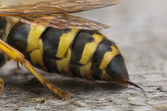 Wasp rear abdomen with stinger on weathered gray wood, insect nature concept