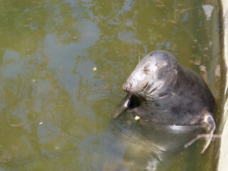 Naklejka premium Seal resting in water at a city zoo during the warm part of the day
