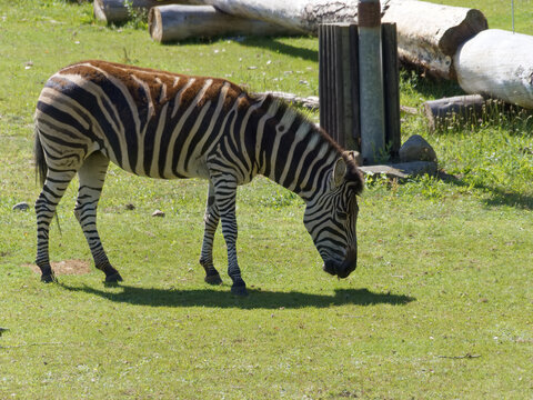 Zebra eating grass on a sunny day in a zoo setting