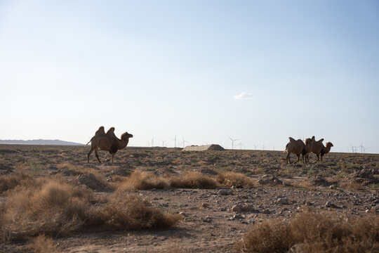 bactrian camels walking across the vast desert landscape with wind turbines in background