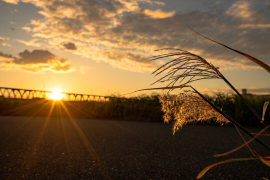 夕日に照らされるススキ