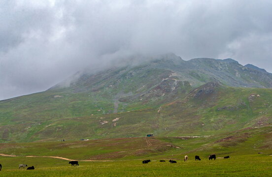 View of Burzil Pass with grazing yaks on green mountain meadows under a cloudy sky in Astore, Gilgit Baltistan, Pakistan.