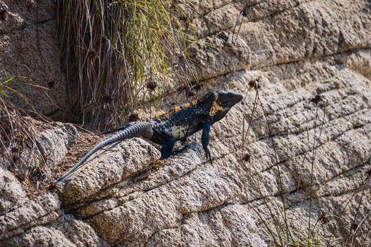 View of a black spiny-tailed iguana resting on a textured rocky surface at El Faro de Bucerias, Michoacan, Mexico.