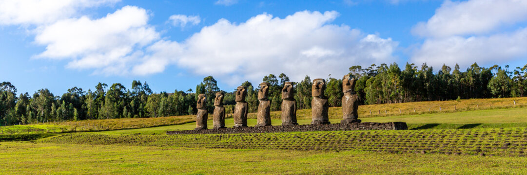 View of the seven Moai statues of Ahu Akivi standing in a grassy field with a line of trees under a blue sky in Easter Island, Valparaiso, Chile.
