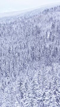 Aerial drone smooth forward flight of a snow covered spruce forest. The treetops form a peaceful white pattern under soft morning light, captured in high-resolution cinematic detail.