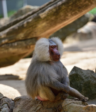 Hamadryas baboon sitting on a rock at a zoo