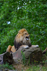 An angry lion roaring while sitting on a large rock at the zoo. © Cengiz Photography