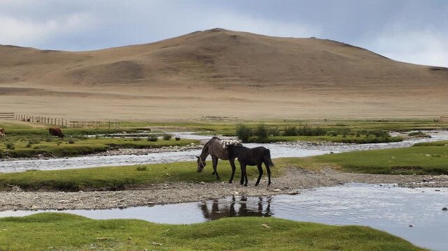 Horses graze on the bank of a mountain river in a mountain pasture. Slow motion video.