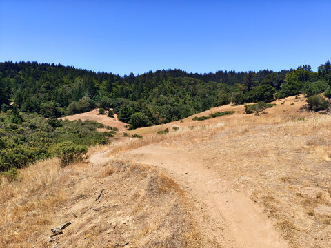 Dirt trail winds through dry golden grasslands on a California hillside near a forest.
