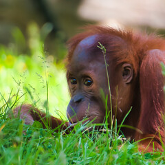 Orangutan im Gras  © Ralph Wodtke