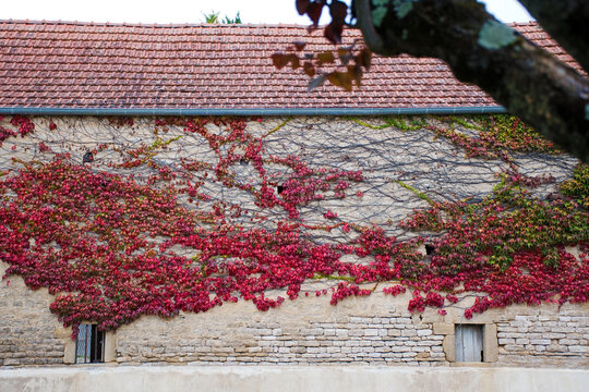 Buffon, typische Steinwand mit herbstlich rot verf&auml;rbtem Laub von wildem Wein, Hintergrund