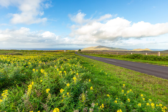 View of a paved road winding through a field of yellow wildflowers with rolling hills and a blue sky on Easter Island, Valparaiso, Chile.
