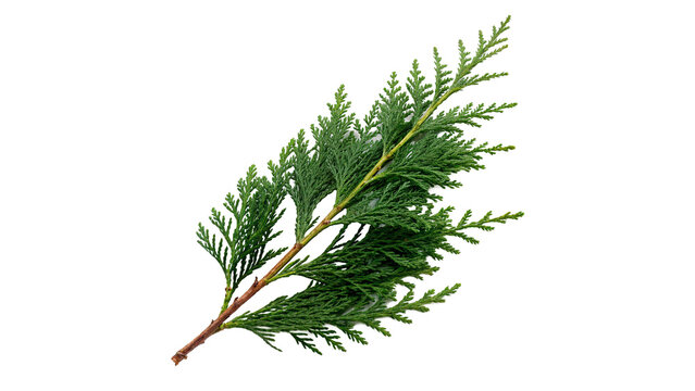 Fresh green cedar thuja branch branch isolated on transparent background evergreen coniferous forest botanical element