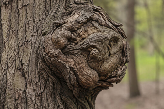 A detailed close-up of a large, gnarled burl on a tree trunk, distorting the straight grain of the wood.
