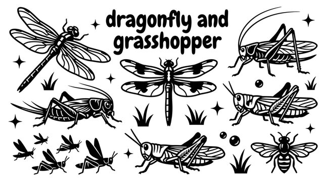 dragonfly and grasshopper species featuring colorful dragonflies katydids crickets locusts and meadow insects vector illustration set for nature wildlife biology entomology gardens ecology outdoor