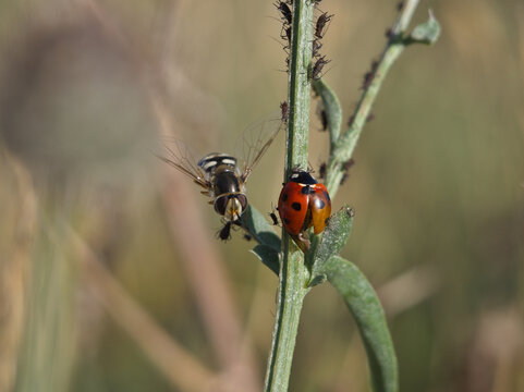 Isolated close-up of a seven-spotted ladybug (Coccinella septempunctata) and a pied hoverfly (scaeva pyrastri) on a plant stem filled with aphids. July, Germany. Concept: Biodiversity