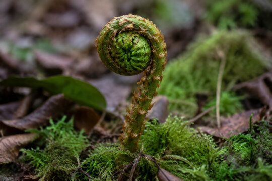 Involute fern fiddlehead in forest moss, growth and nature renewal concept
