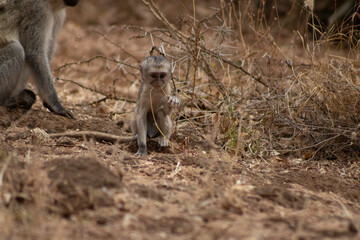 baby vervet monkey © Danielle