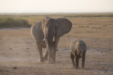 baby and mother elephant in savannah © Danielle