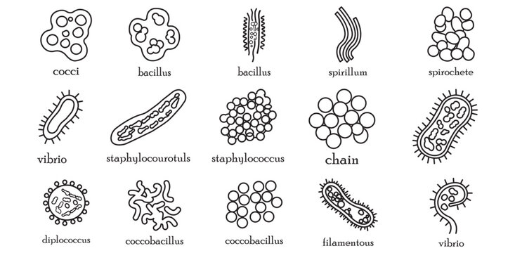 Microbiology chart showing various bacterial cell shapes and arrangements