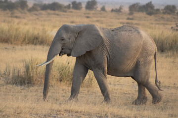 Obraz premium elephant in the savannah