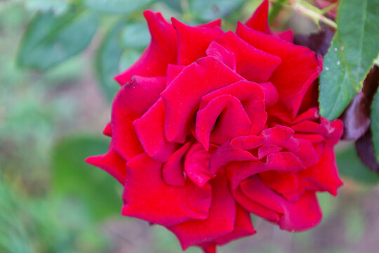 A vibrant saturated red rose with plush petals has bloomed in a garden. The close-up shot on a blurred green foliage background highlights the flower's texture. Natural daylight illuminates the velvet
