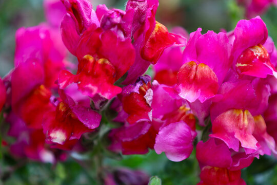 Vibrant pink snapdragon flowers with orange centers are captured in a close-up within a garden. Petal details are clearly visible against a blurred green leaf background, creating a rich natural compo