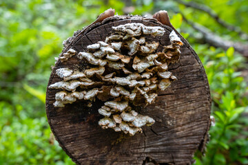 Close-up of white shelf mushrooms growing on a cut tree log cross-section in a forest with green blurred background foliage. © JULIA