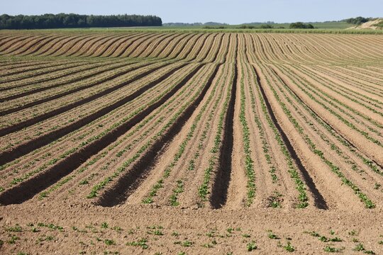 Vue des sillons et buttes d'un champ de pommes de terres en culture. Jeunes. Surface cultiv&eacute;e en lignes, avec un ciel bleu &agrave; l'horizon. 