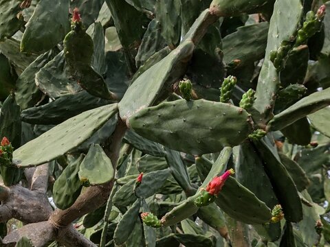 Close-up of green prickly pear cactus pads with emerging red flower buds outdoors
