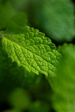 View of a vibrant green leaf with delicate water droplets in the Jardim Botanico da Universidade de Coimbra, Coimbra, Coimbra, Portugal.