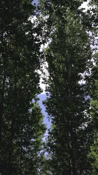 Bottom view of tall, leafy green trees with branches swaying in the wind against a bright blue sky with scattered white clouds on a sunny day