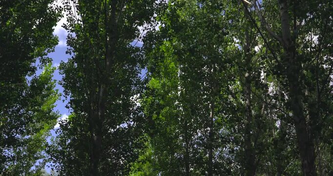 Low angle view looking up at lush green tree canopies swaying gently in the breeze. A beautiful blue sky with white clouds peaks through the foliage