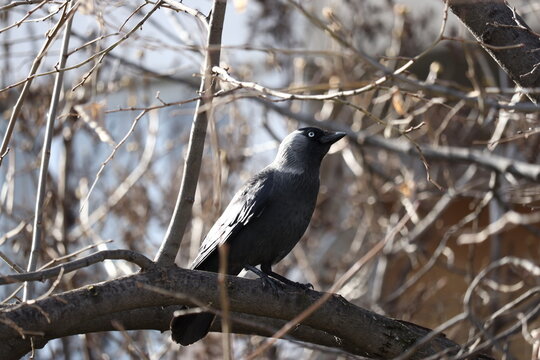 Western jackdaw bird with bright eyes perched on a branch