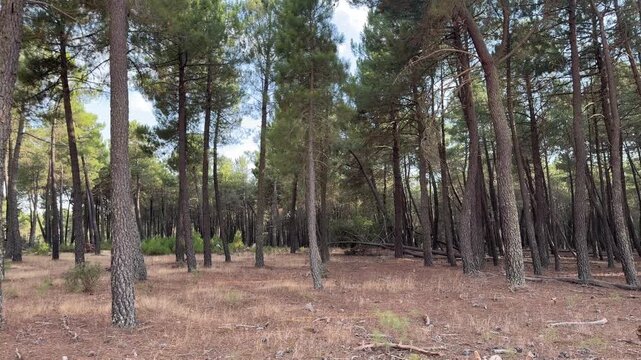 Backward movement through a tranquil pine forest with tall tree trunks and a dry, needle covered ground. Natural and peaceful woodland scenery