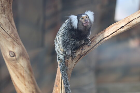 Common marmoset monkey perched on tree branch, cute wild primate portrait and exotic animal concept